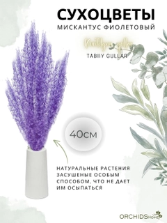Аметистовый