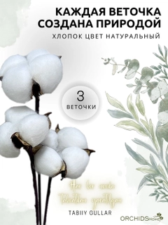 Белый