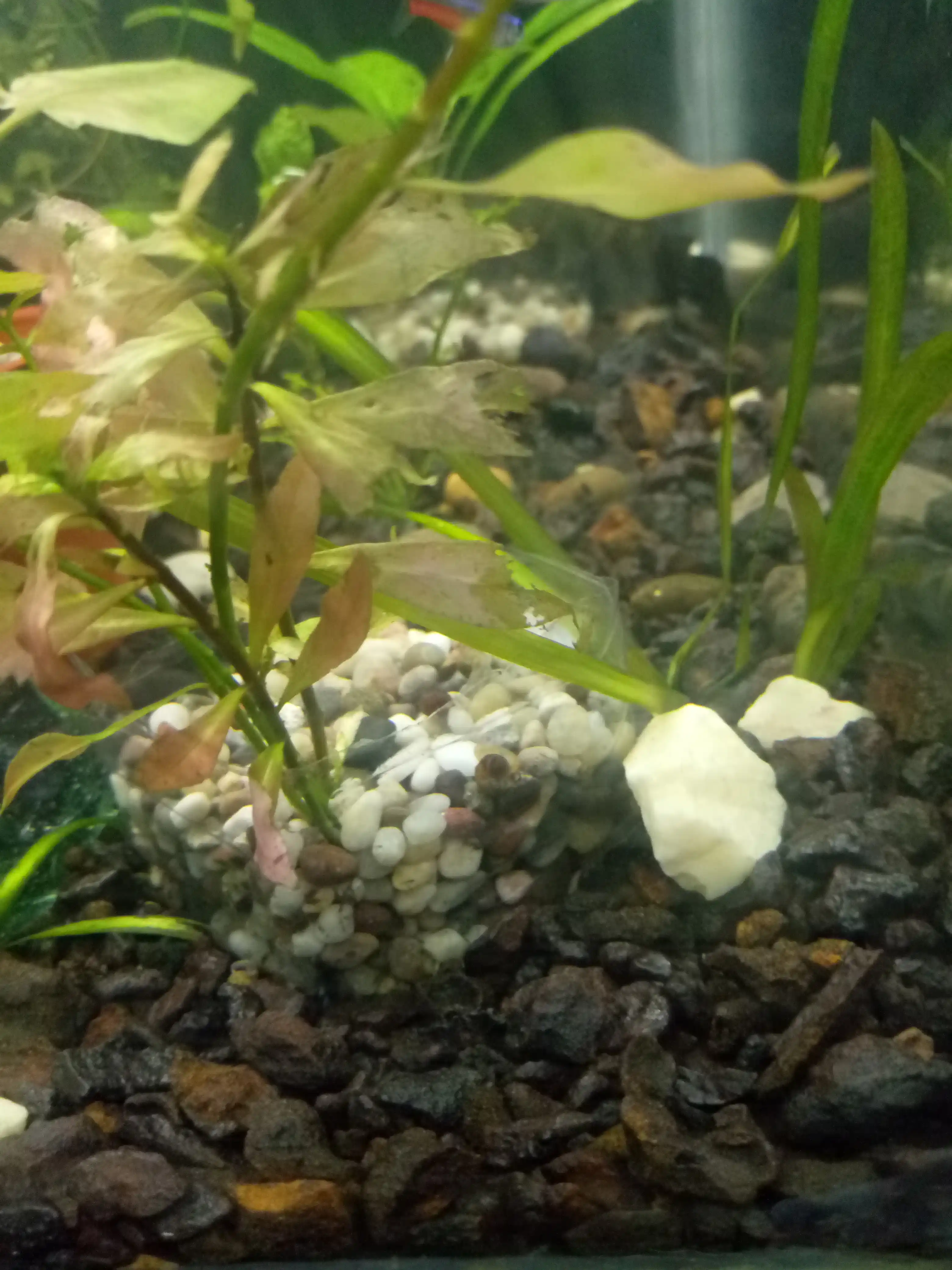 Qadoqlangan toshlar, galka, kvars, akvarium, terrarium, bog', kompozitsiya uchun toshlar