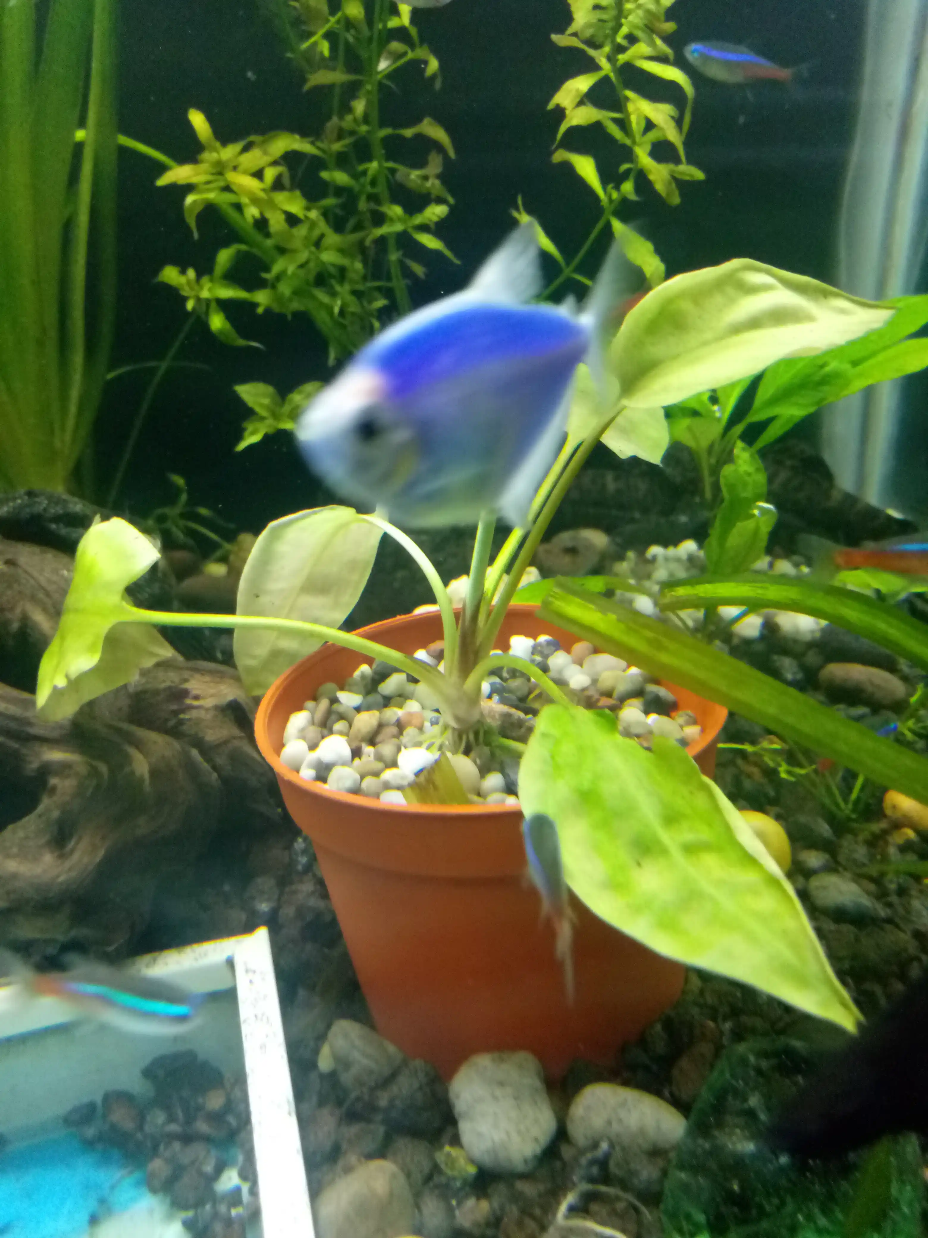 Qadoqlangan toshlar, galka, kvars, akvarium, terrarium, bog', kompozitsiya uchun toshlar