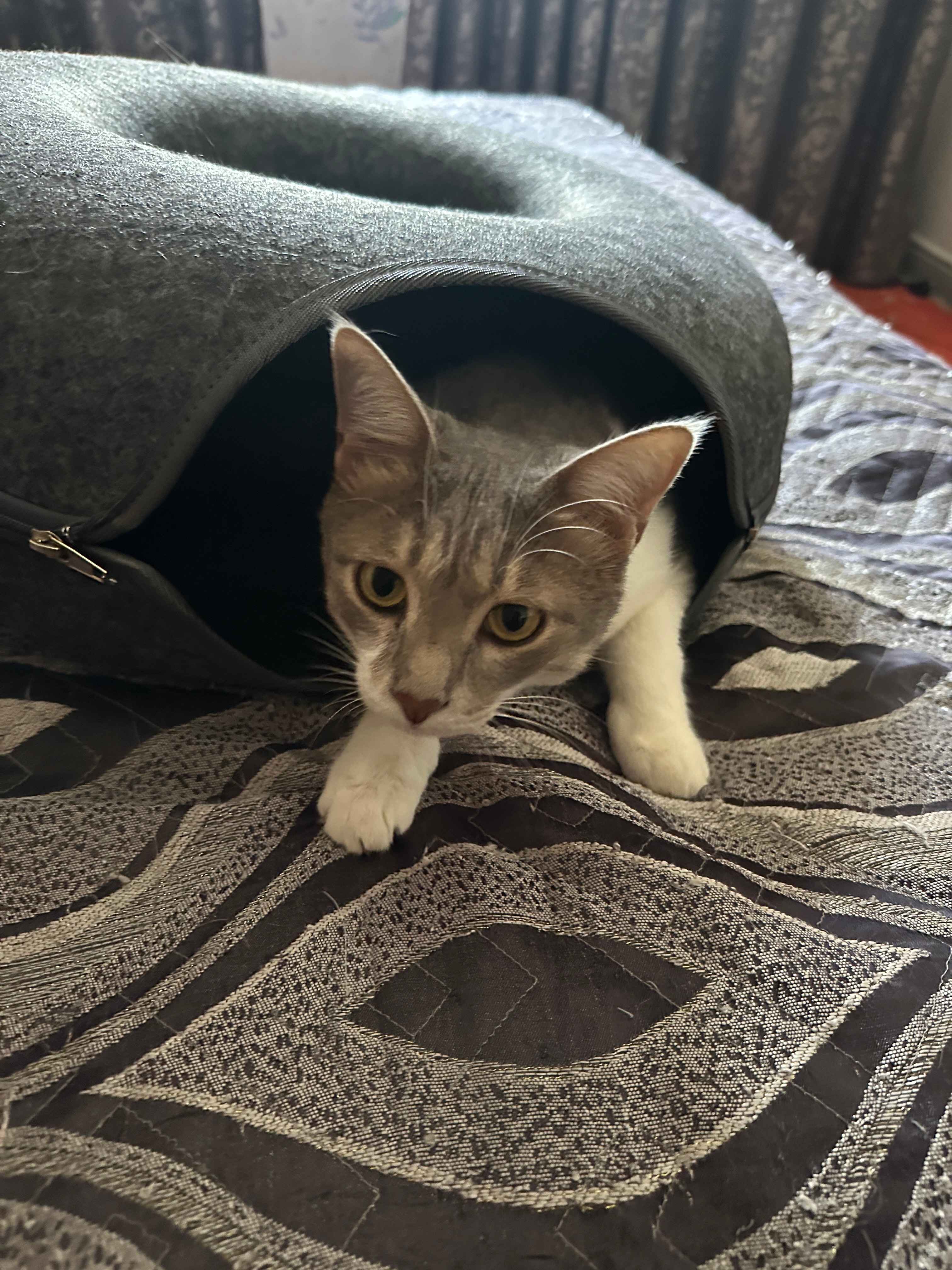 Yalangoch odamlar omma oldida siyishmoqda