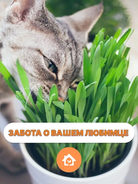 Трава для кошек, попугаев, грызунов