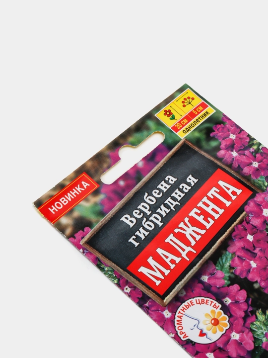 Verbena gul urug'lari. Magenta navi, gibrid