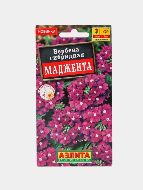 Verbena gul urug'lari. Magenta navi, gibrid - 