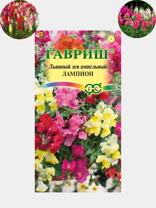 Gul urug'lari Delfinium, Koxiya, Petunya, Vasilyok va boshqalar