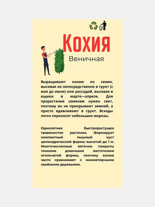 Семена цветов Дельфиниум, Кохия, Петуния, Василек и др
