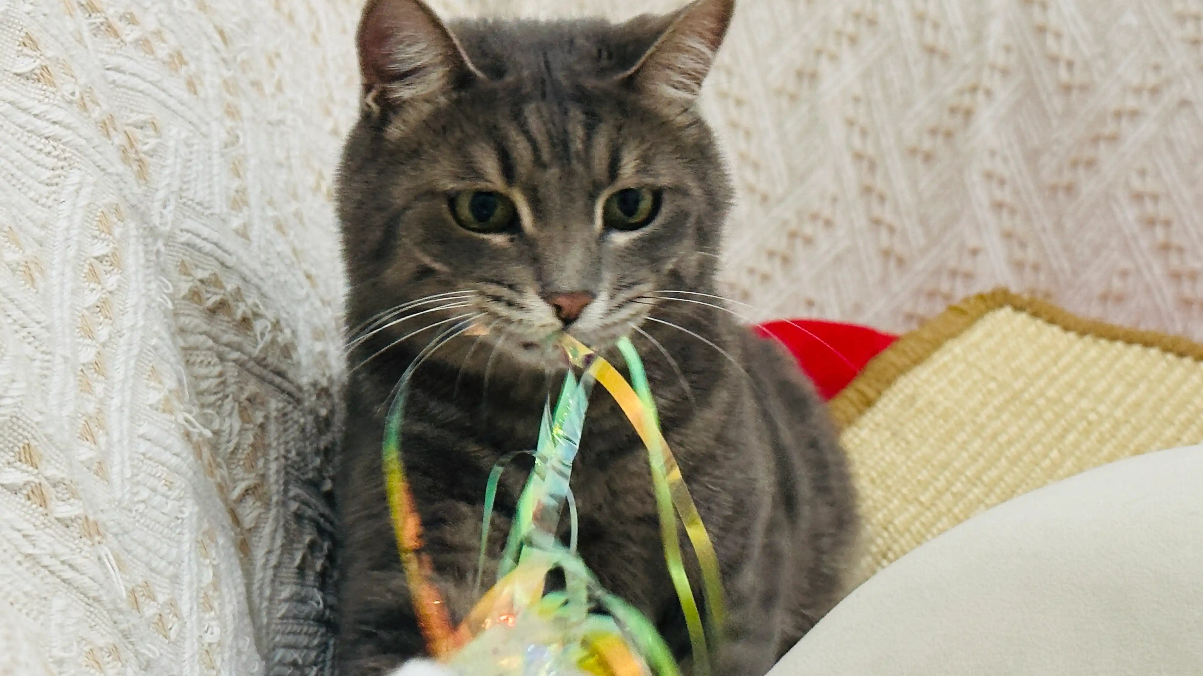 Игрушка для кошек, забавная кошачья палка, радужная лента с кисточкой