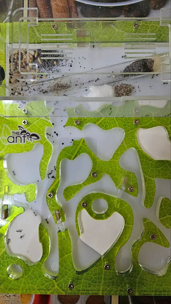 Chumolilar fermasi, formikarium
