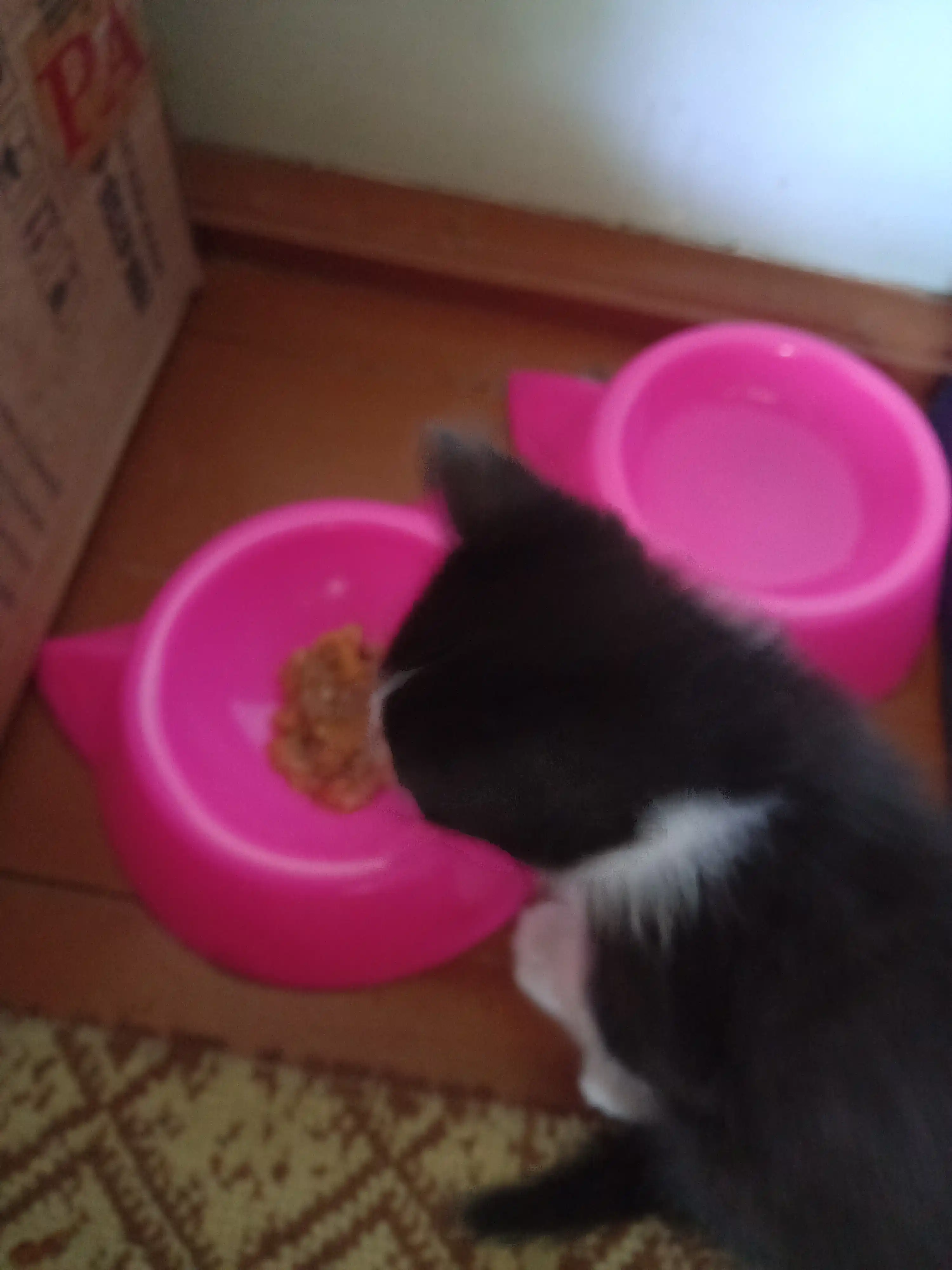 Миска для котят, в виде мордочки кошки с ушками, 15*4,5 см