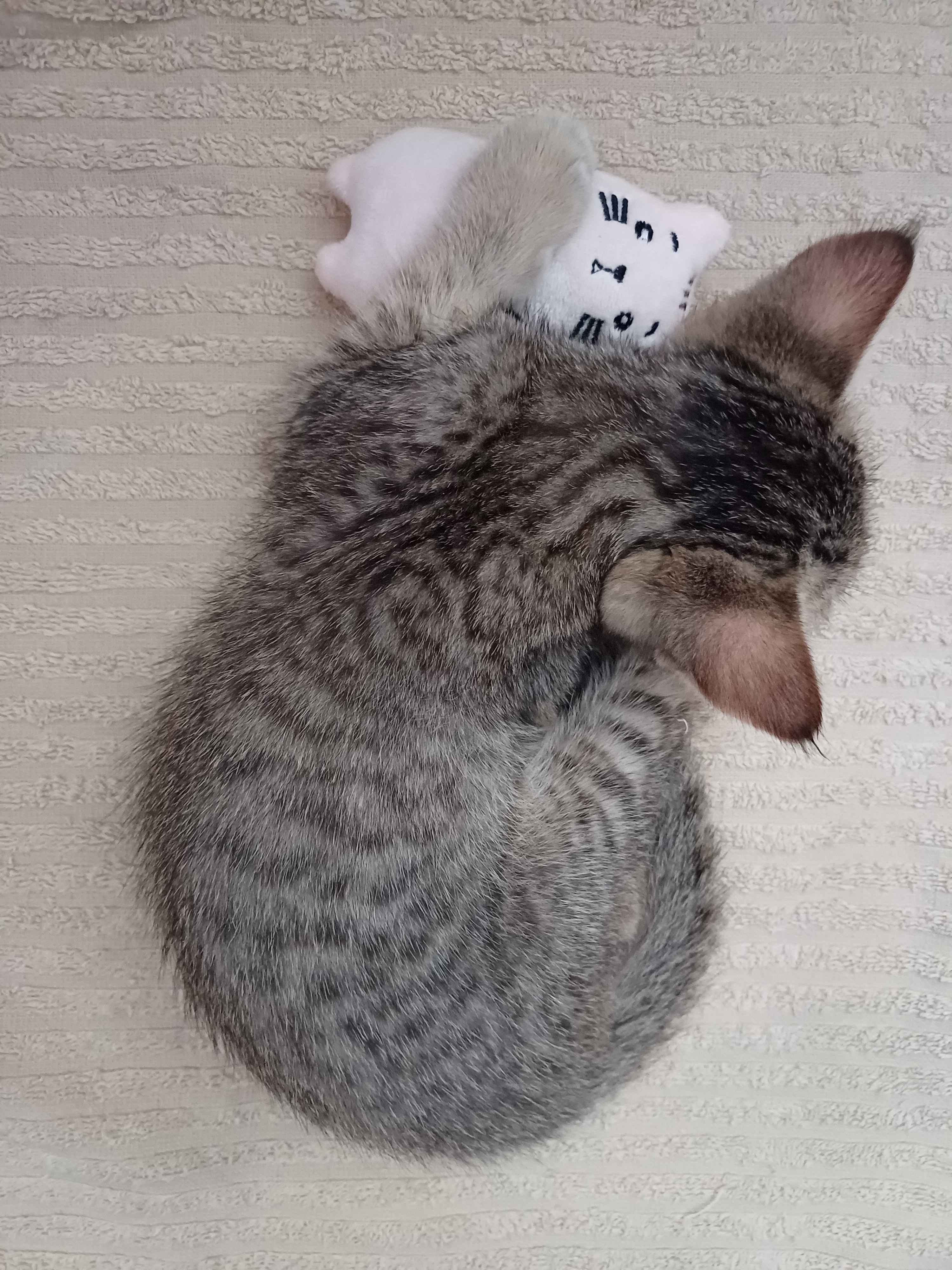 Yosh rus qizlari bir-biri bilan jinsiy aloqada Cunnilingus konvulsiyalar nuqtasiga qadar