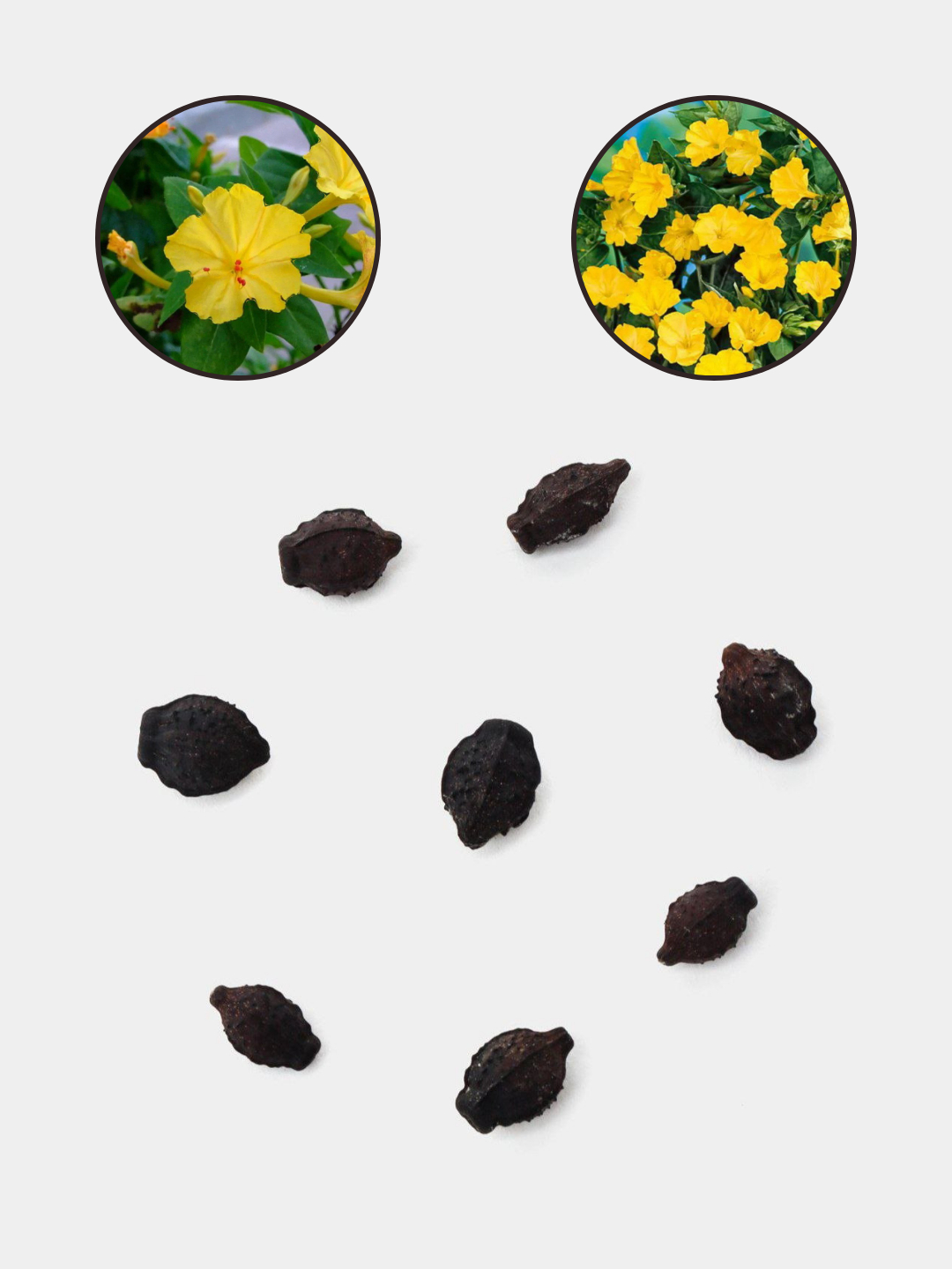 Ona va ogil jinsiy aloqa onlayn tomosha qilish uchun tayyor Katta eshaklarning porno fotosuratlari