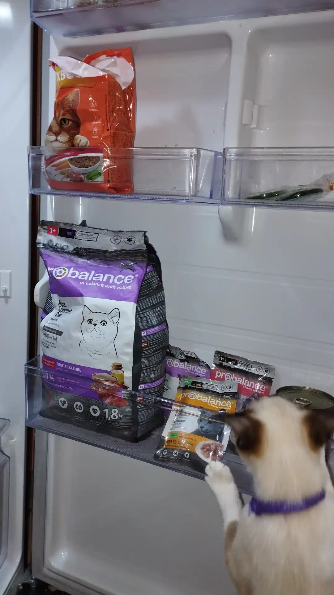 ProBalance Gourmet mushuklar uchun quruq yem mol va qo'zichoq go'shti, 1.8 kg