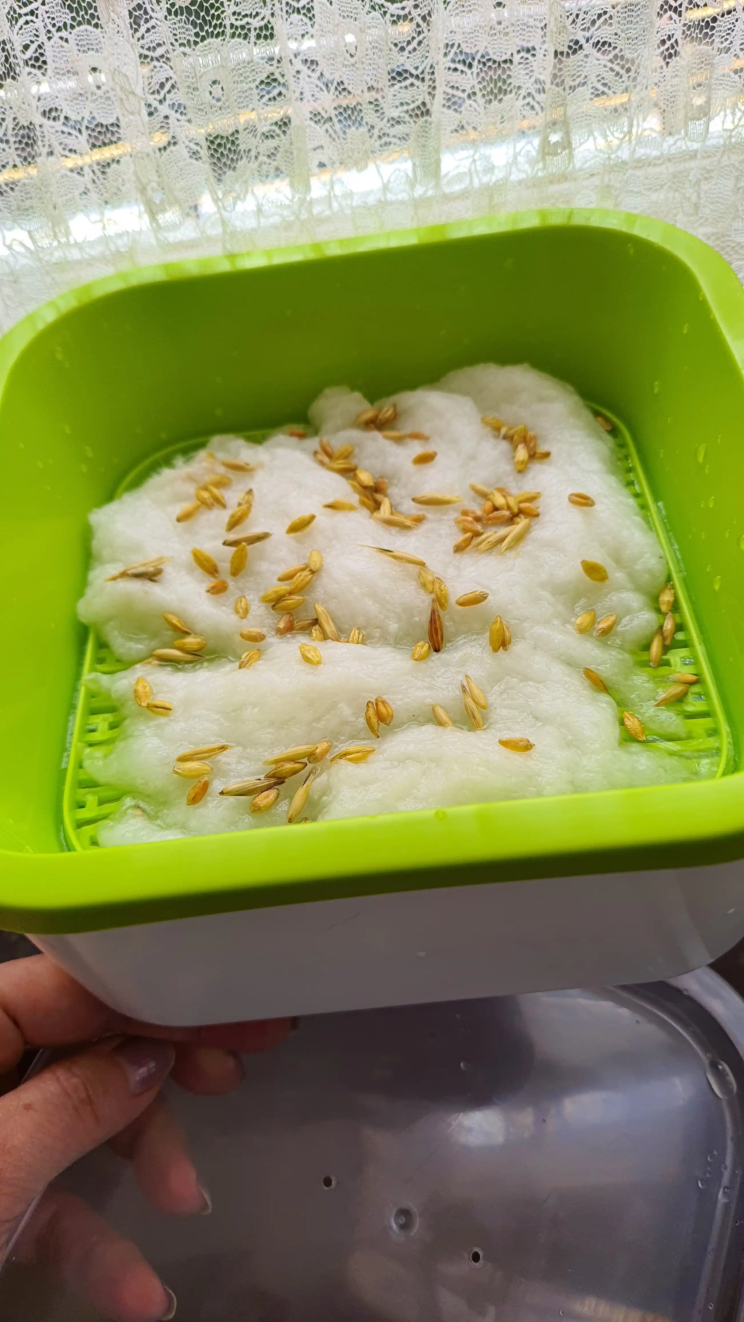 Трава для кошек, попугаев, грызунов