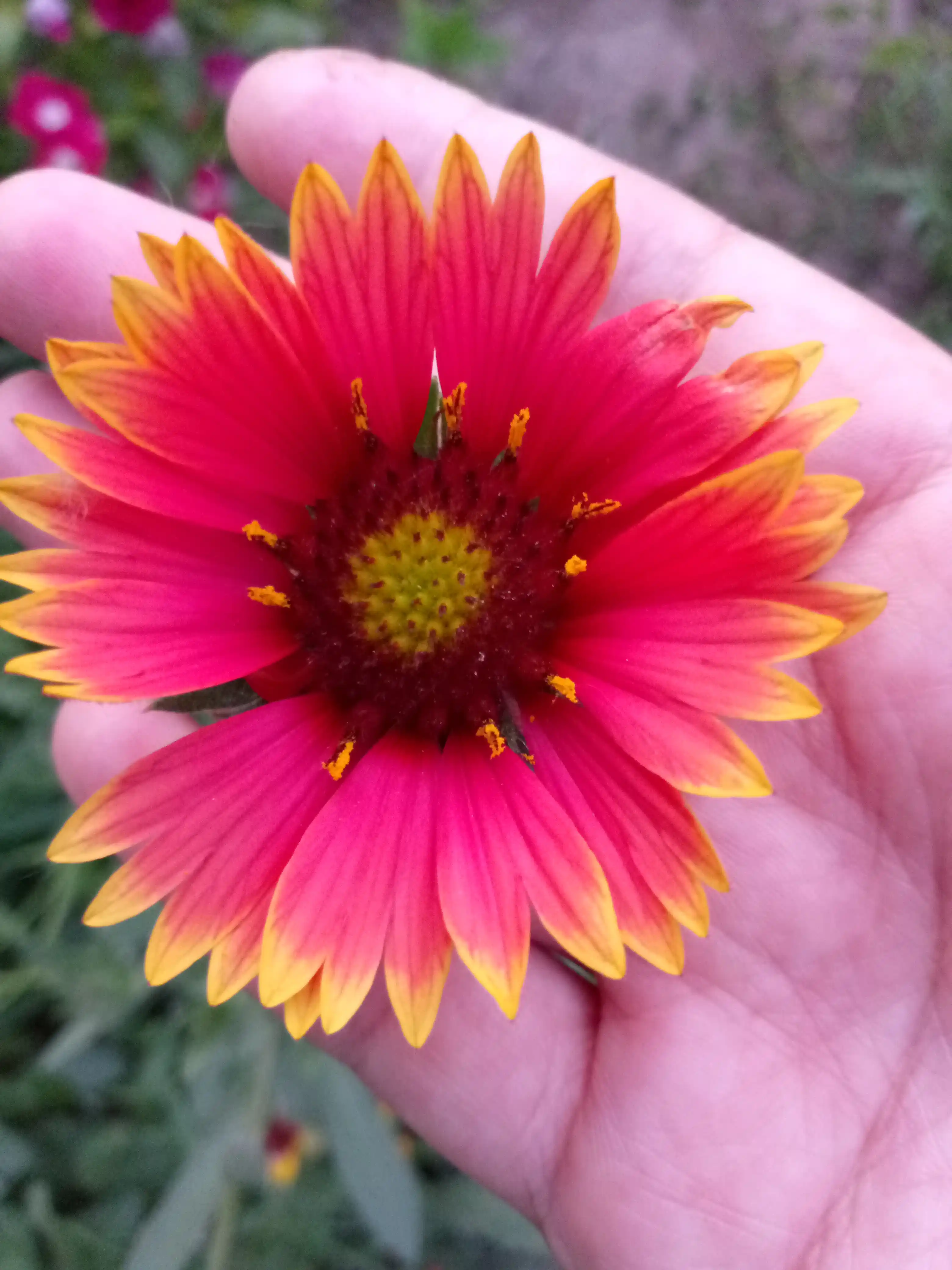 Urug'lar Gaillardia Krasava, aralash, 0,1 g, Gavrish, gullar to'plami