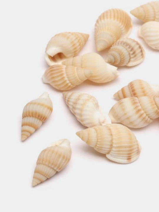 Akvarium va bezak uchun kichik qobiqlar, 15 - 30 g