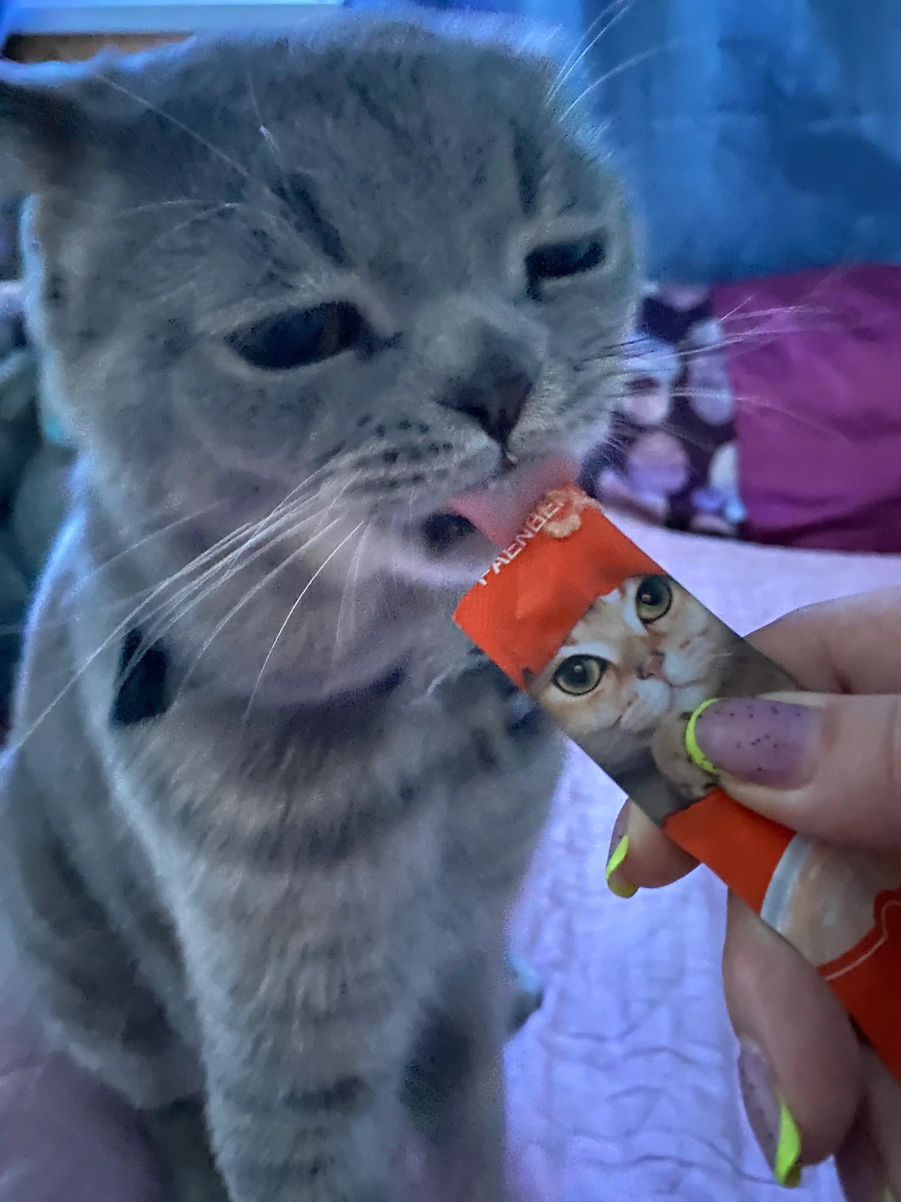 Shirinlik mushuklar uchun Pet Snacks, 60 dona korobkada
