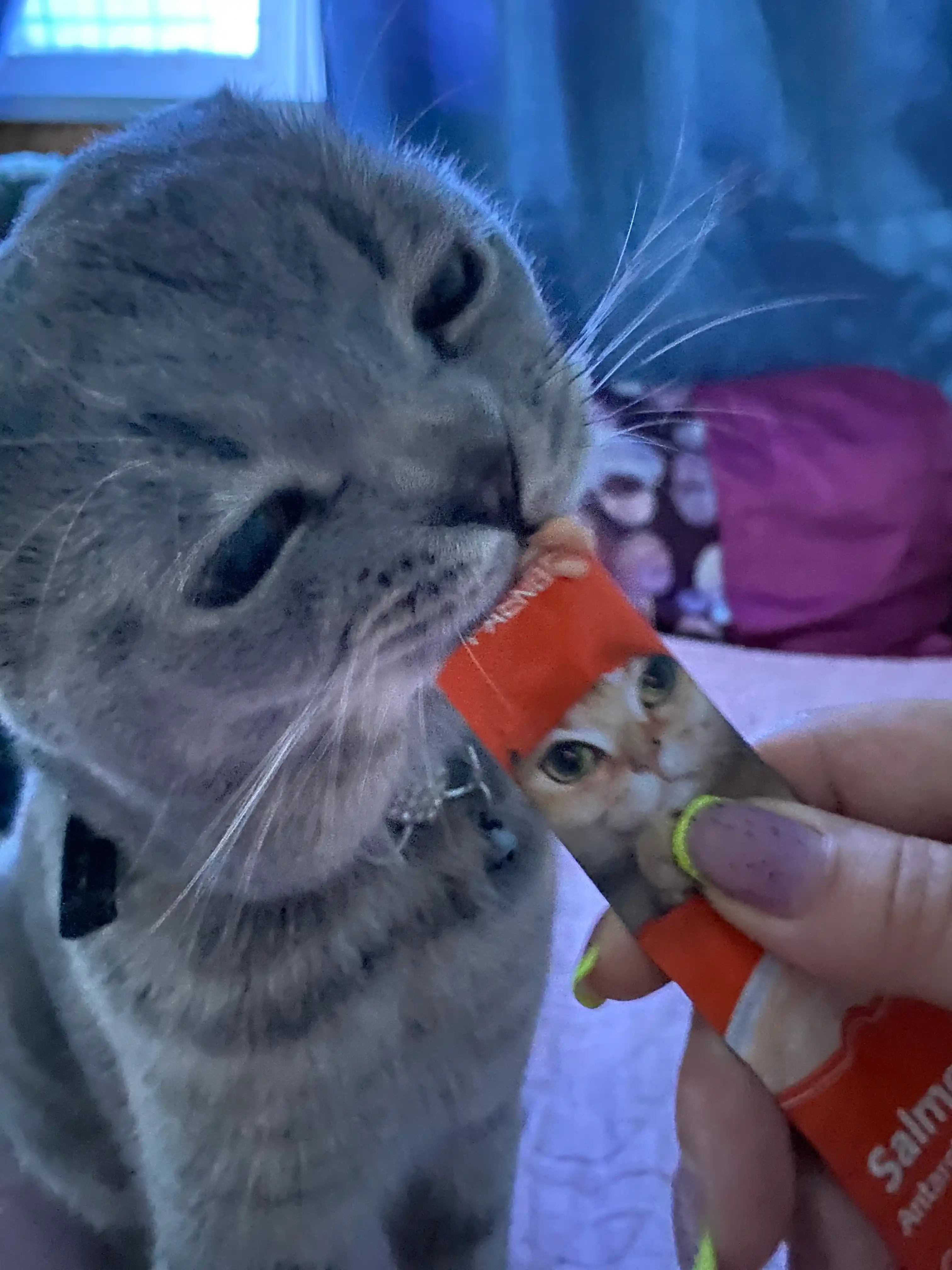 Shirinlik mushuklar uchun Pet Snacks, 60 dona korobkada