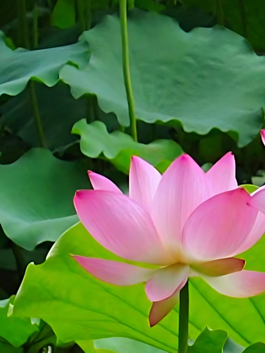Lotus gullari urug'lari, ko'p yillik suv o'simliklari