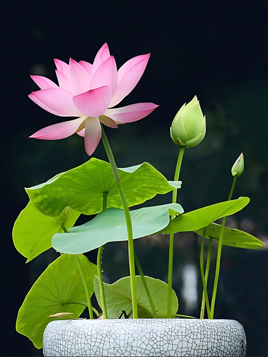 Lotus gullari urug'lari, ko'p yillik suv o'simliklari - 