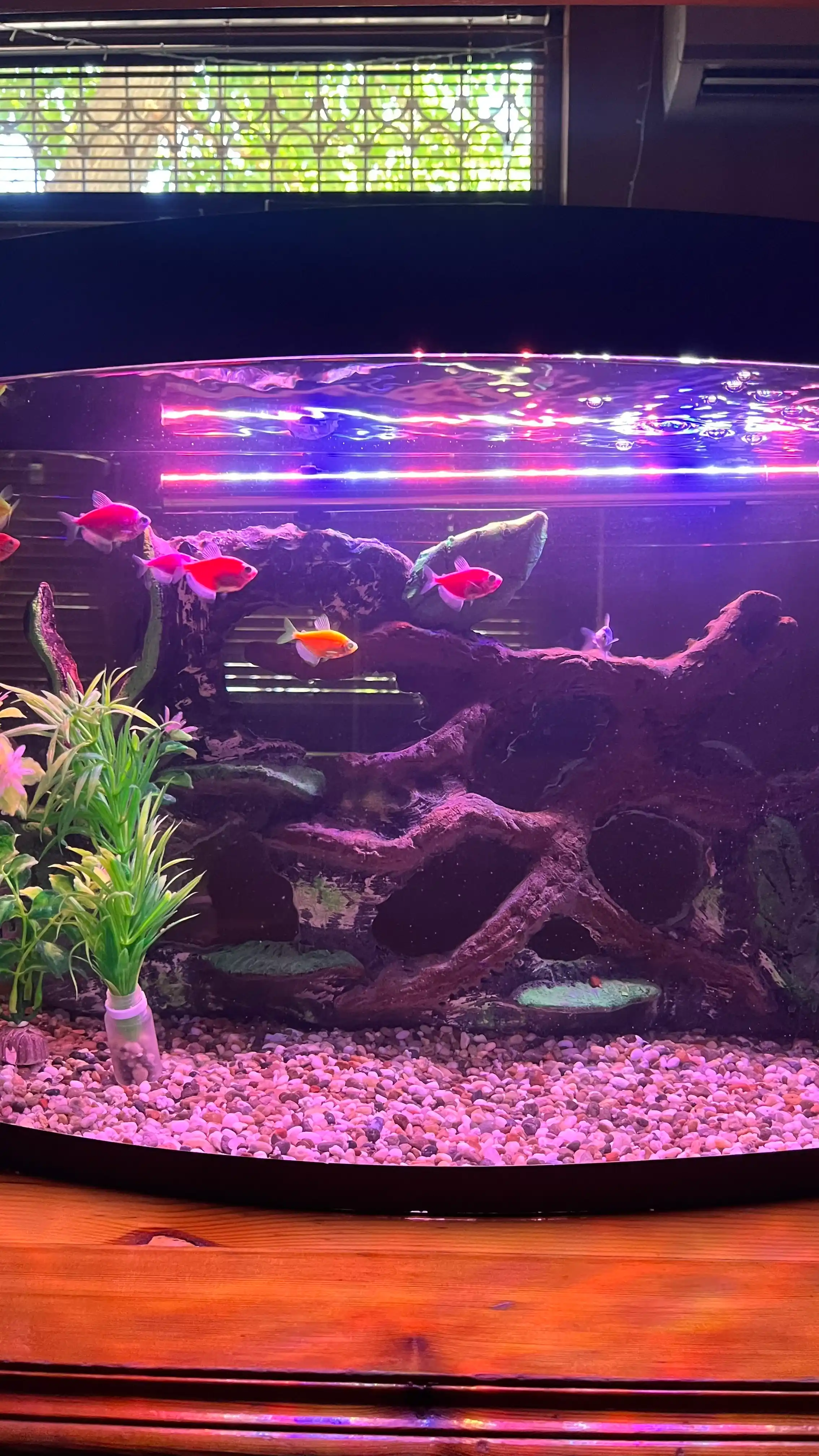 LED akvarium chirog'i, rangli o'tkazgichli chiroq, 20-100 sm, moviy, qizil, oq