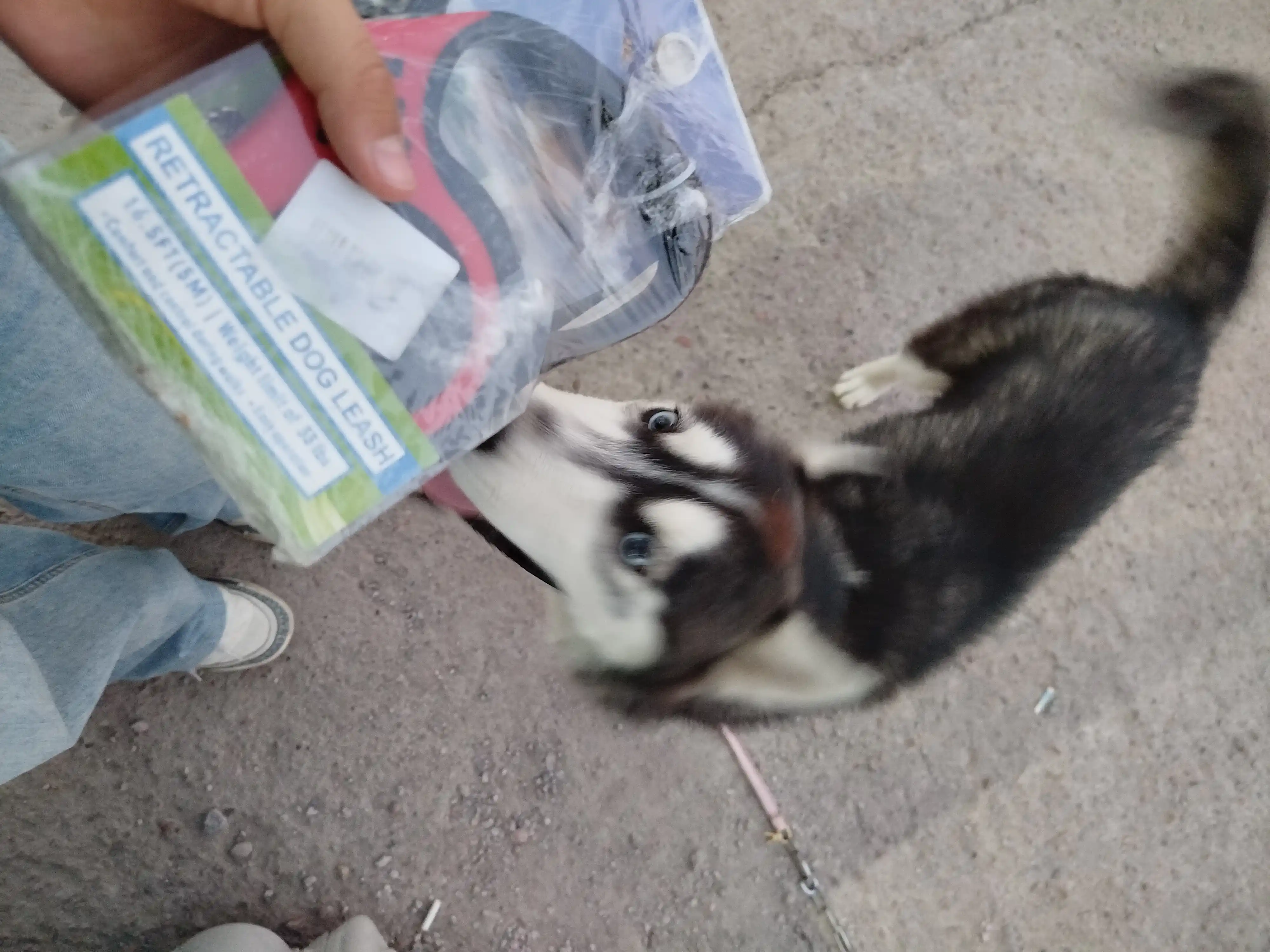 Itlar va mushuklar uchun tasma, 15 kg gacha bo'lgan kichik va kattalarning vaznini ushlab turadi, 5 metr lenta o'lchovi