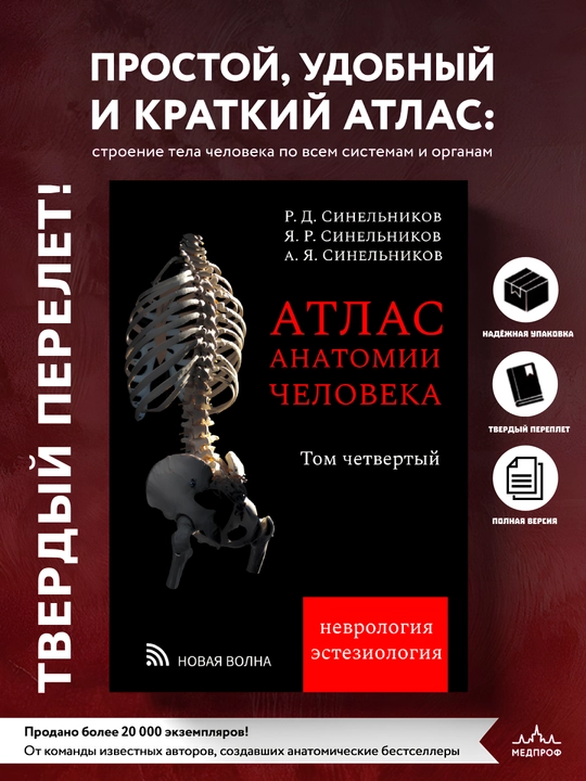 Атлас анатомии человека. Том 4, Синельников - 