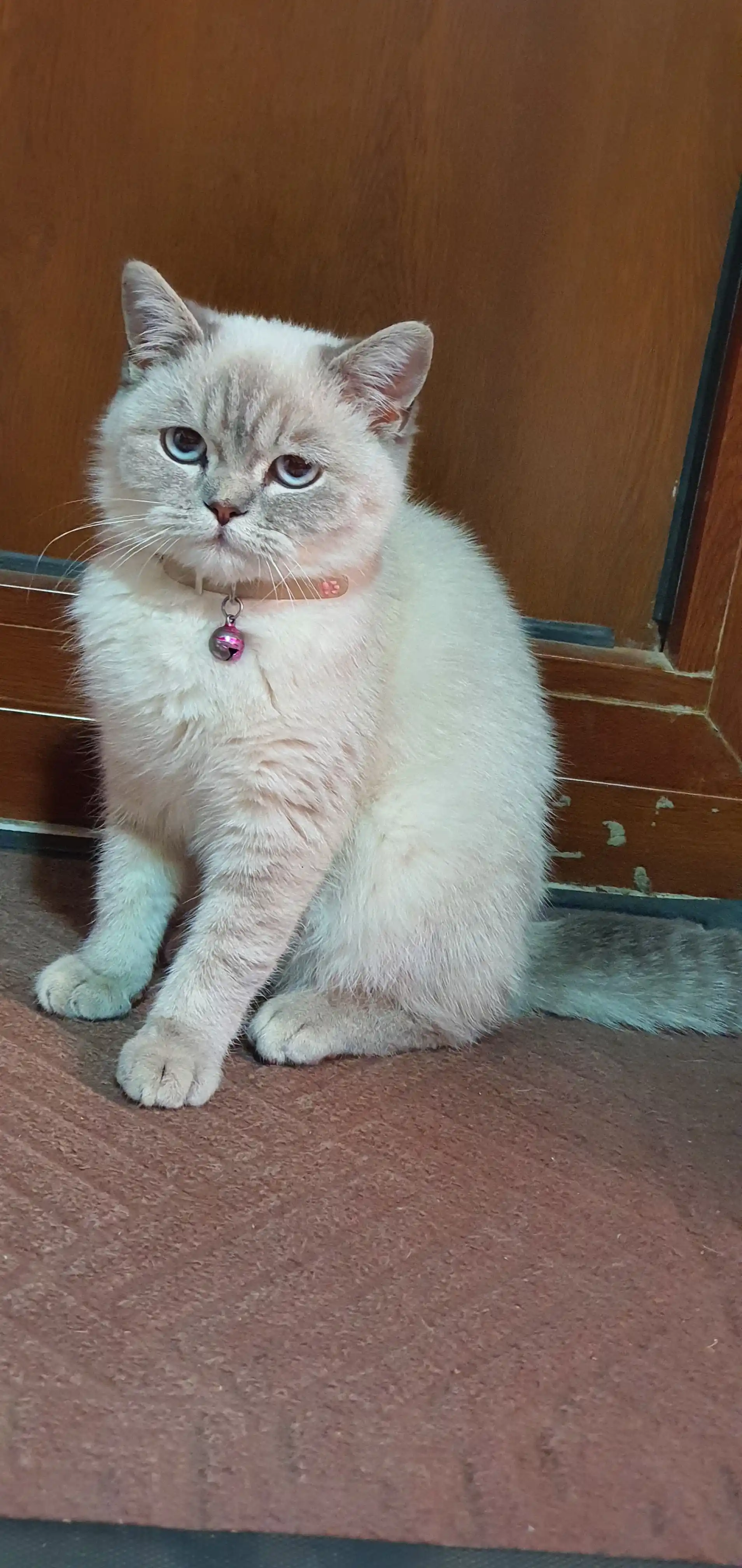 Миски круглые, для кошек и собак