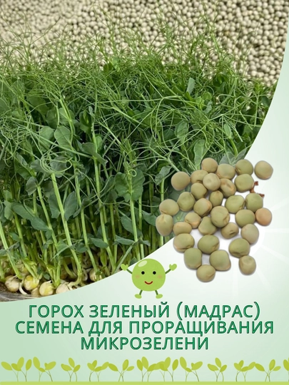 Семена гороха зеленого Мадрас, для проращивания микрозелени — СЕМЕЧКО-ZELGORO