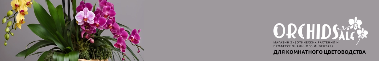 Orchidsale