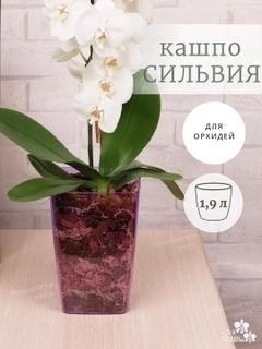 Lavanda