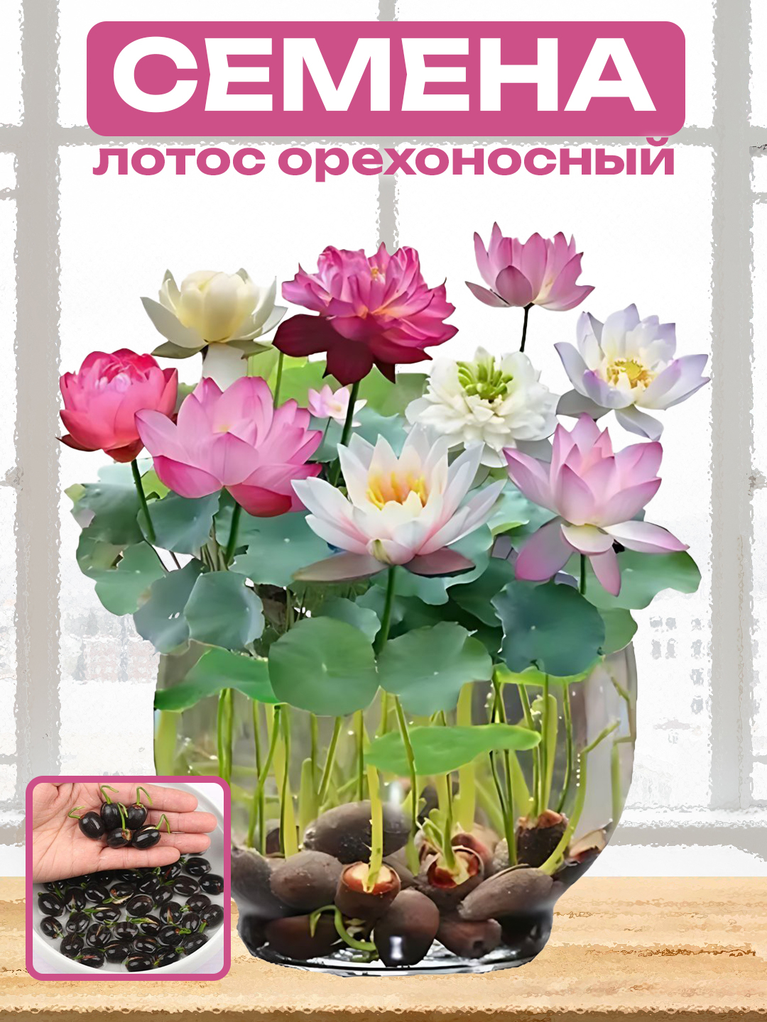 Семена Лотос орехоносный, многолетнее водное растение, 10 шт купить по ...