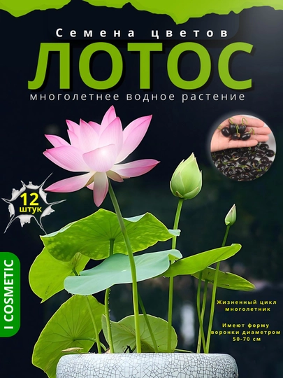 Семена лотоса, многолетние водные растения, 12 шт — КРЕАТИВ-LOTU