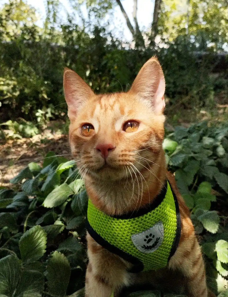 Itlar va mushuklar uchun jabduqlar, tasma