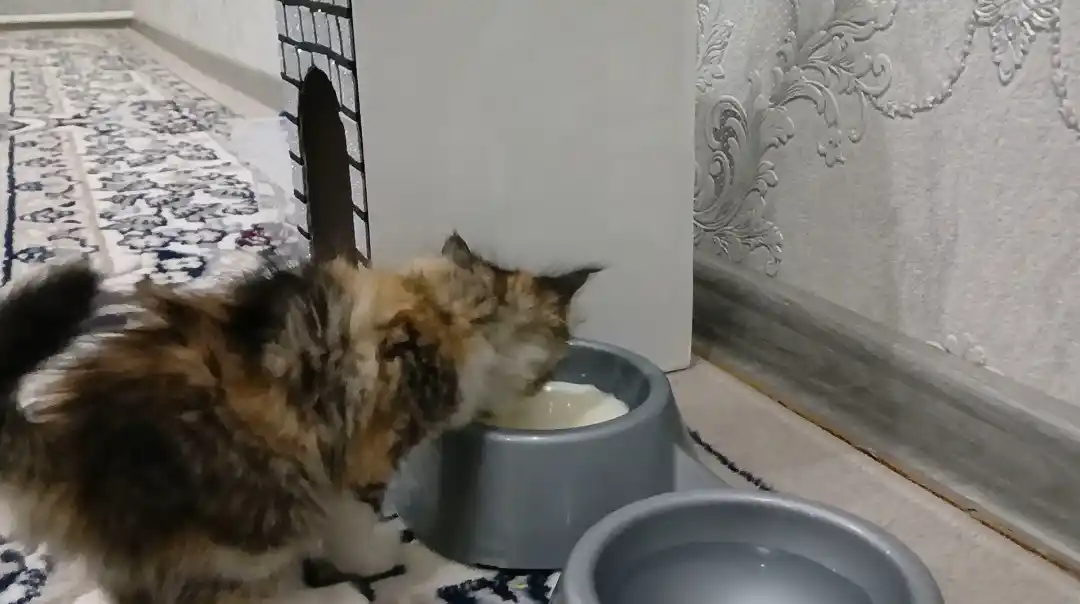 Миска для котят, в виде мордочки кошки с ушками, 15*4,5 см