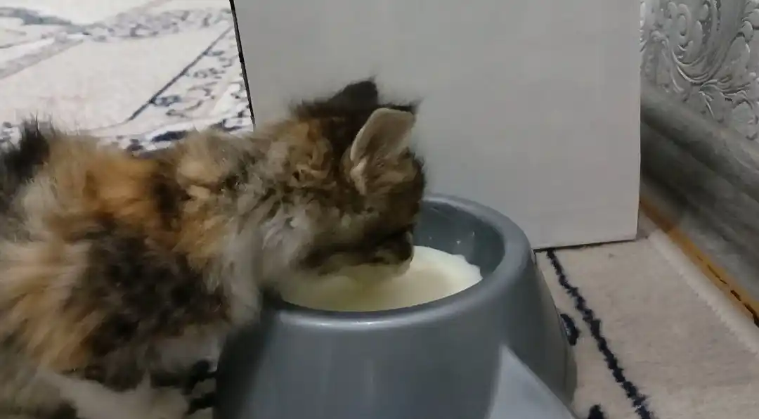 Миска для котят, в виде мордочки кошки с ушками, 15*4,5 см