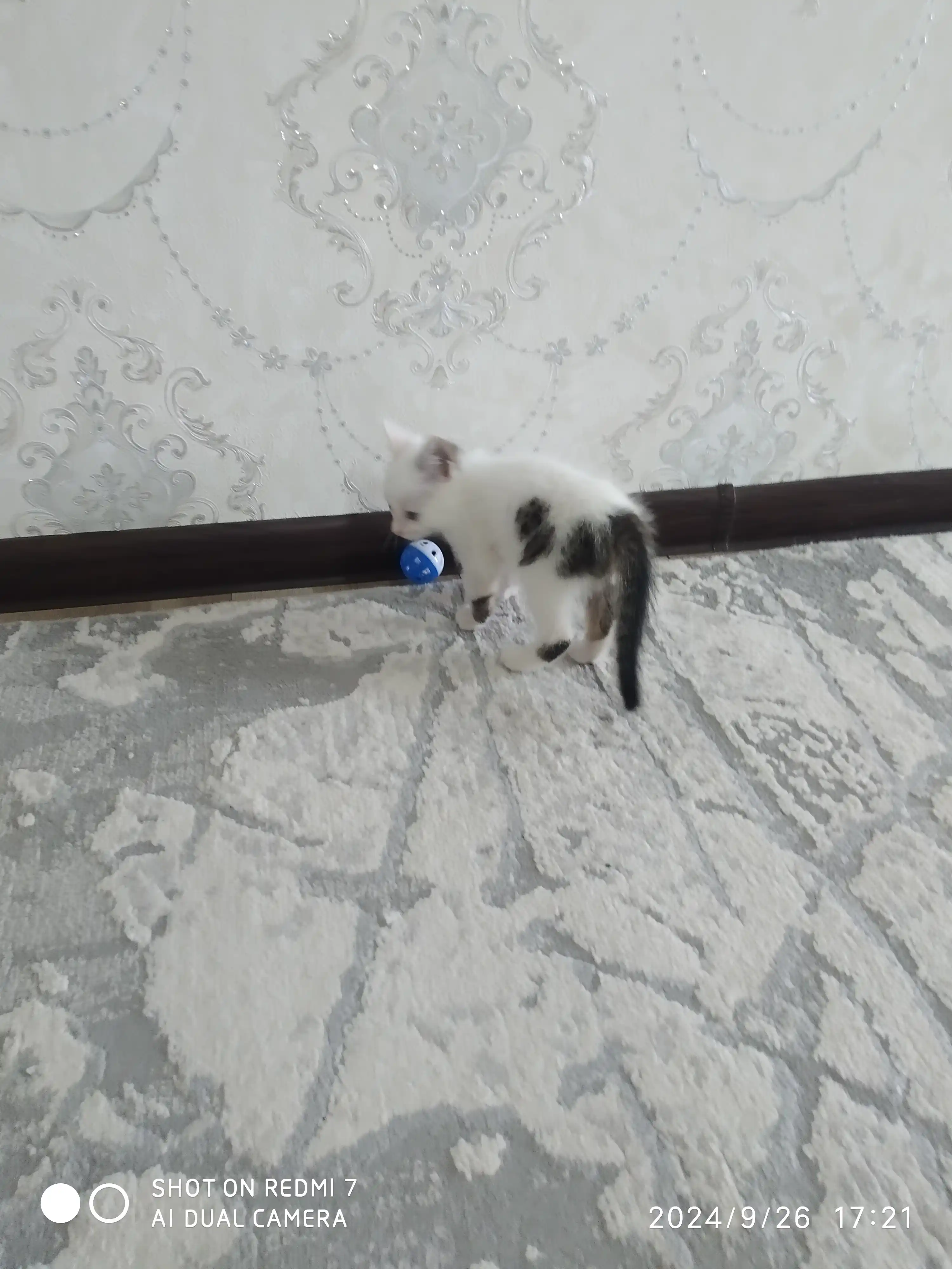 Игрушка шарик с бубенчиком для кошек и котят BobrokGora, 4 см