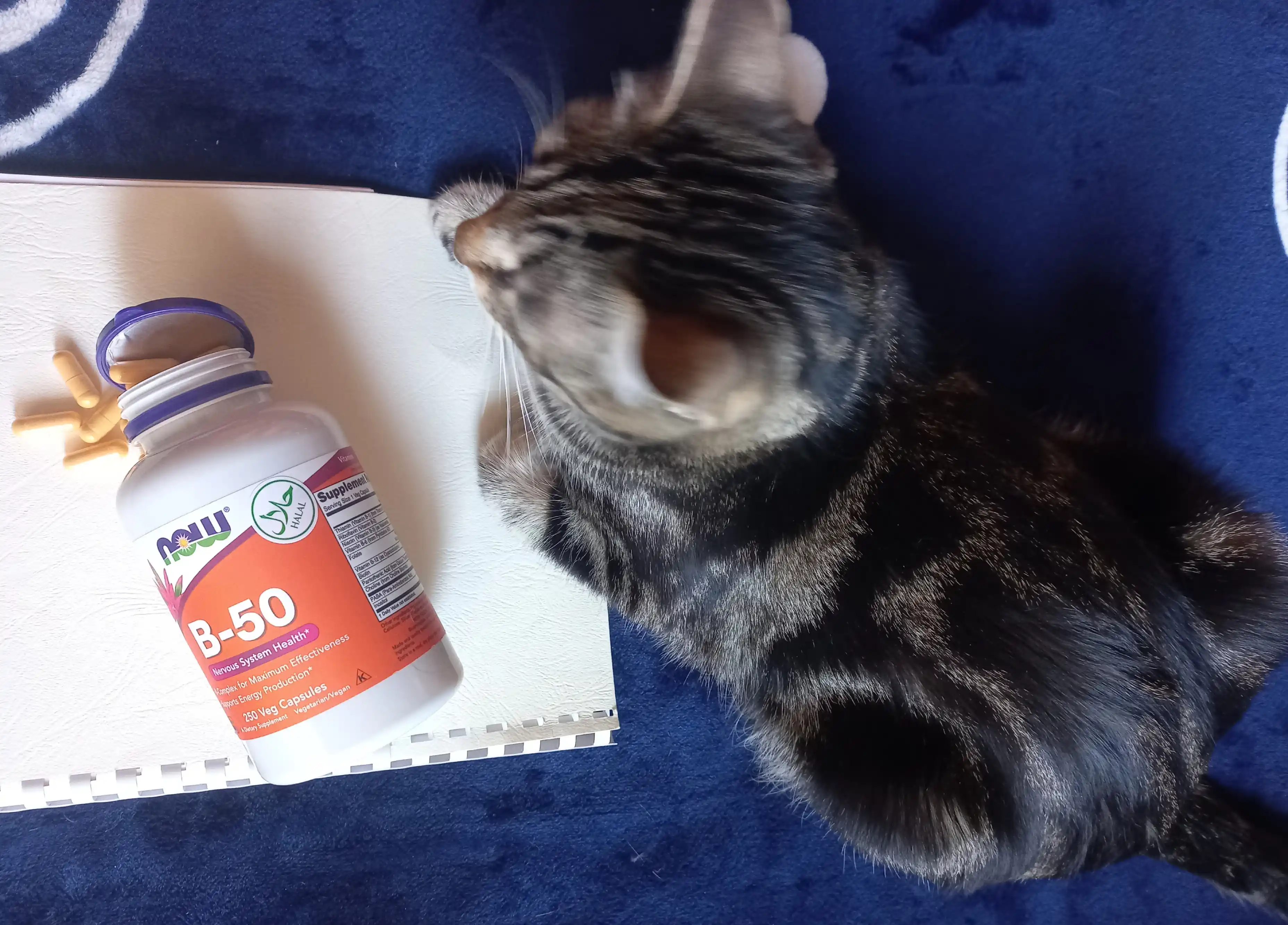 NOW Supplements, Vitamin B-50 mg, asab tizimining salomatligi, Halol
