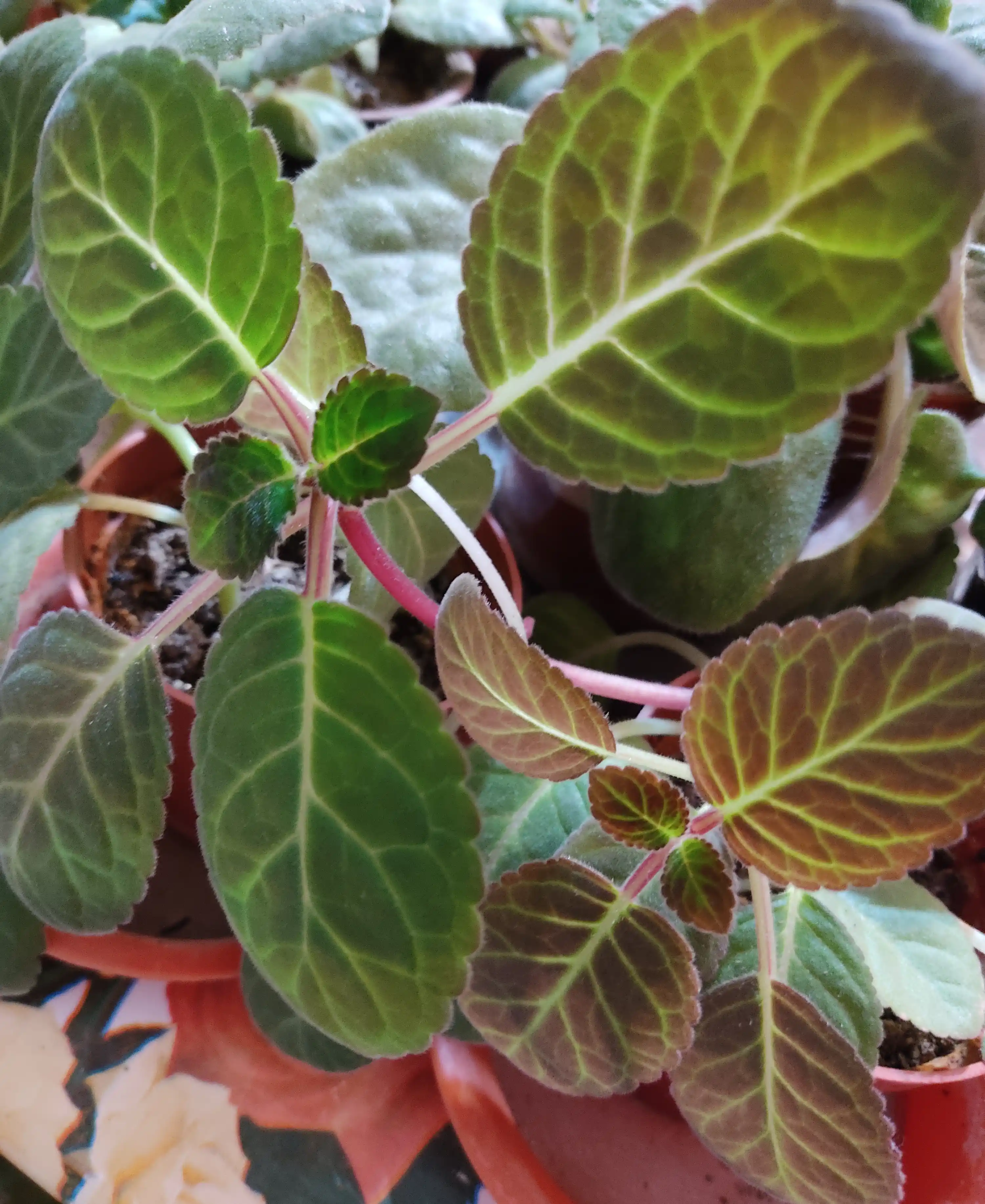 Gloxinia urug'lari, 50 dona
