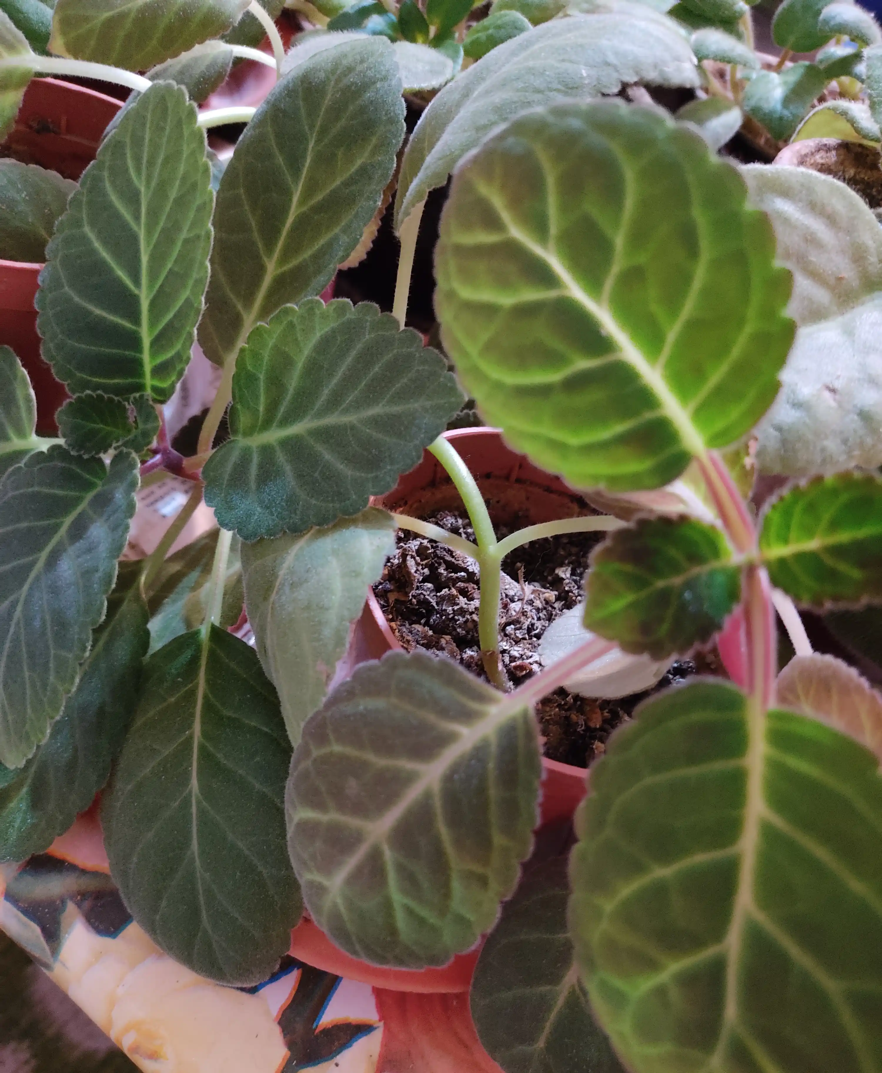Gloxinia urug'lari, 50 dona