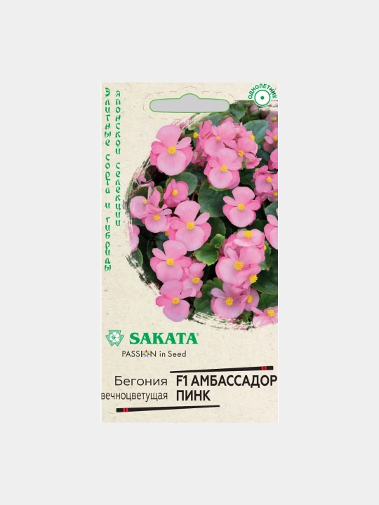 Begonia urug'lari doimiy gullaydigan elchi pushti F1, 5 dona, Gavrish, elita duragaylari