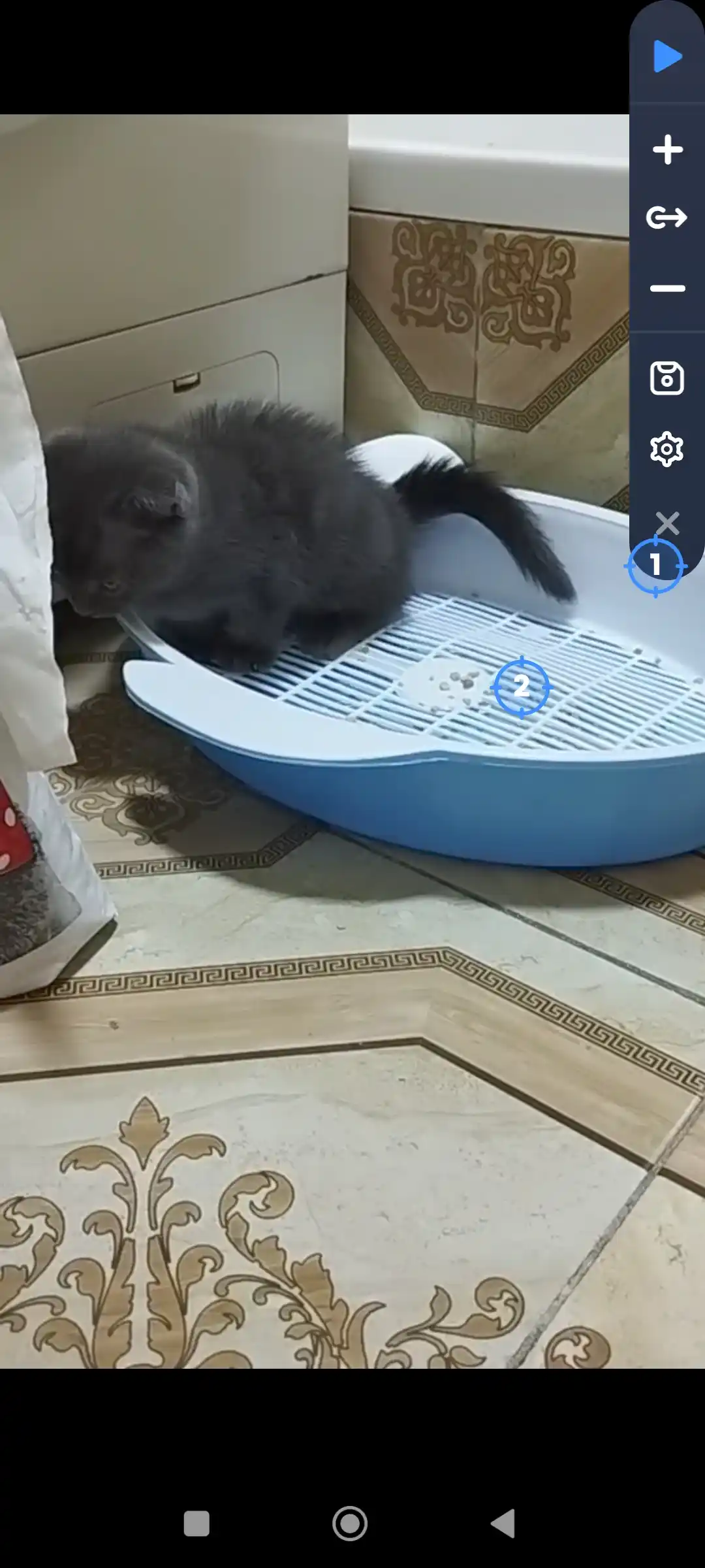 Лоток для кошек и котят