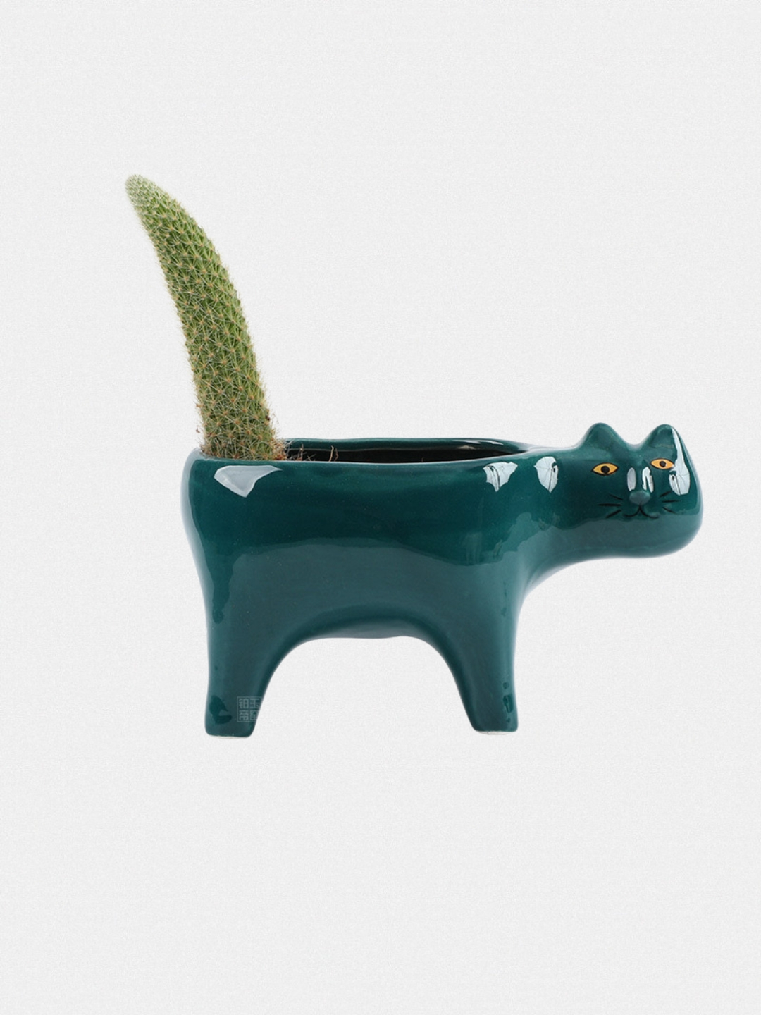 Mushuk shaklidagi gul