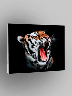 Oq