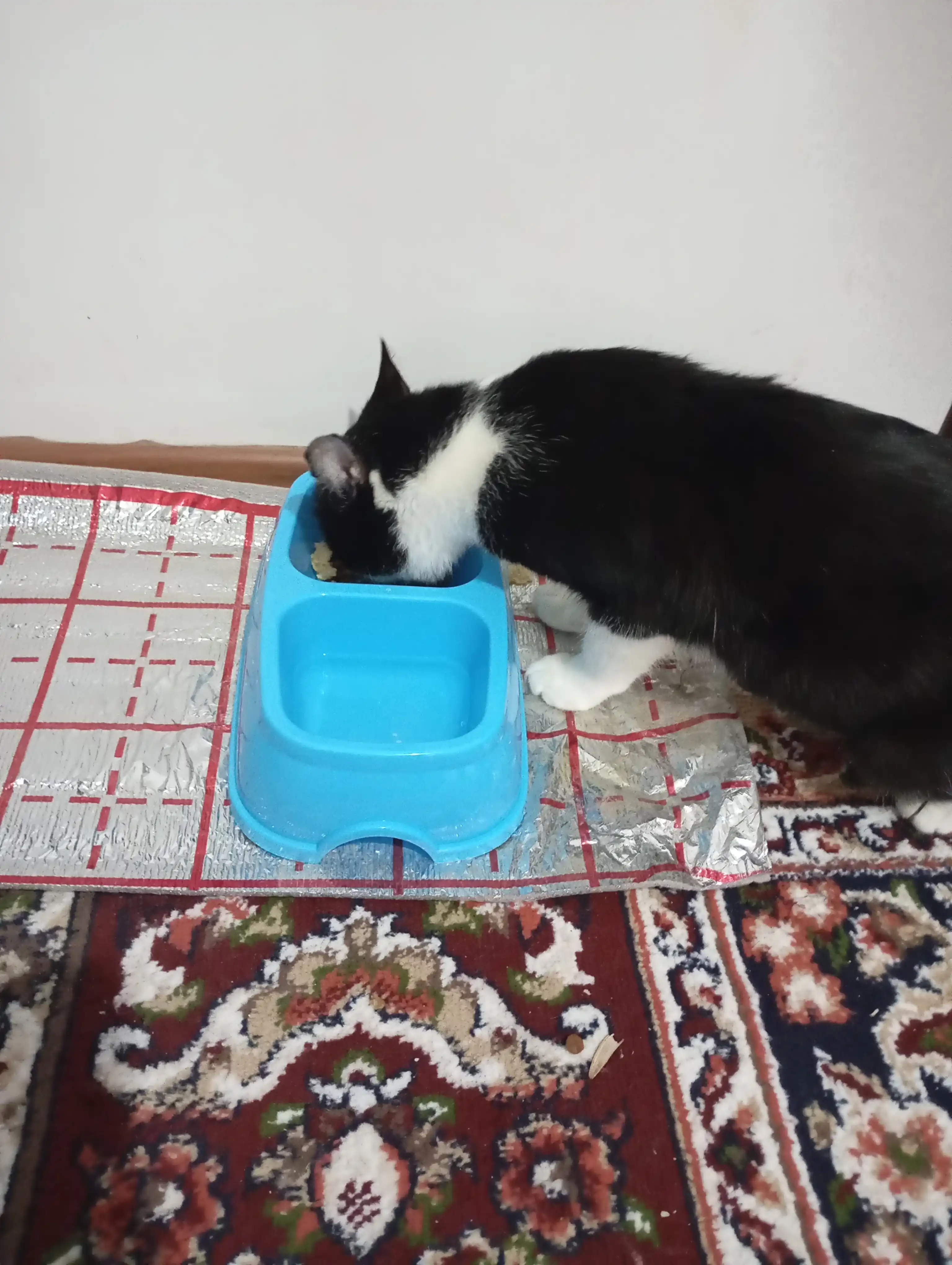 Mushuk va itlar uchun katta qo‘sh kosacha, 27 * 16.5 * 6.5 sm