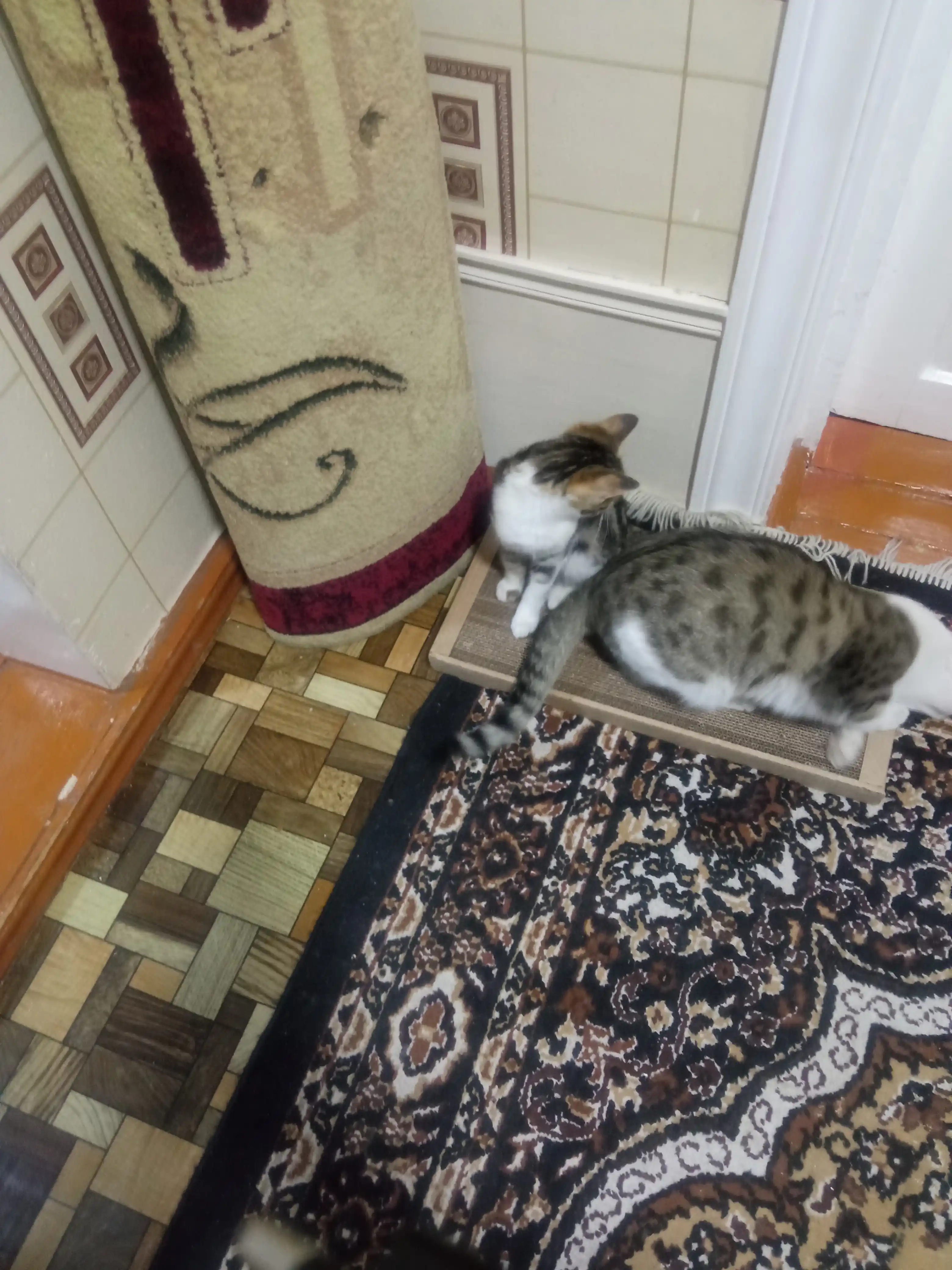 Katta, mushuklar uchun kartondan yasalgan, mushuk yalpizli, 50*24 sm o‘lchamdagi tirnoqli yotoqcha, BOBRIKGORA, KRAFT