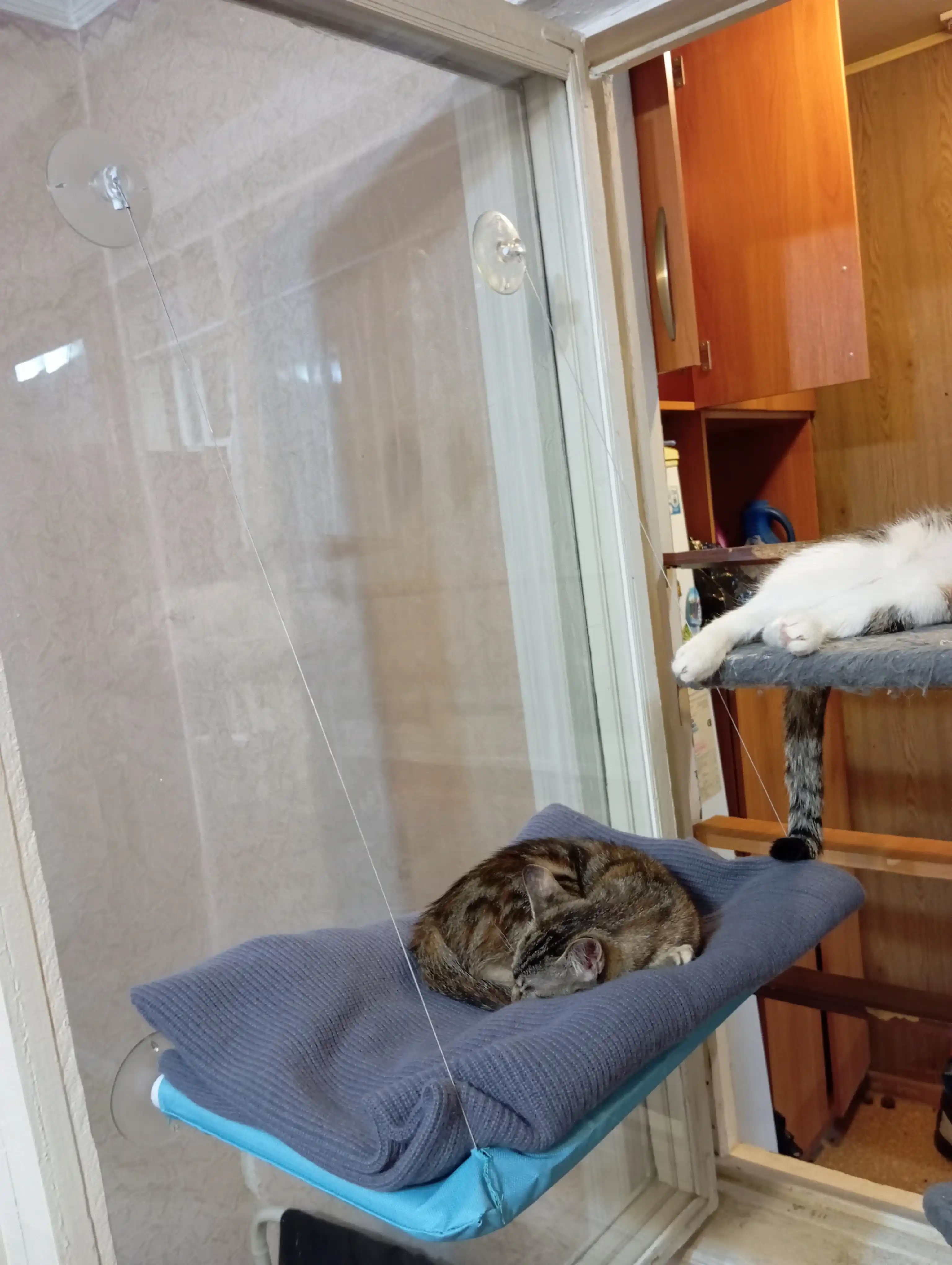 Подвесной гамак для кошек на окно, лежанка на присосках