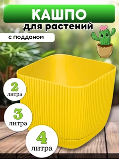 Limon rang