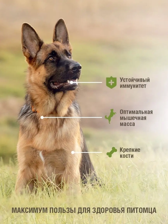 Сухой корм для взрослых собак, крупных пород Darsi Sensitive