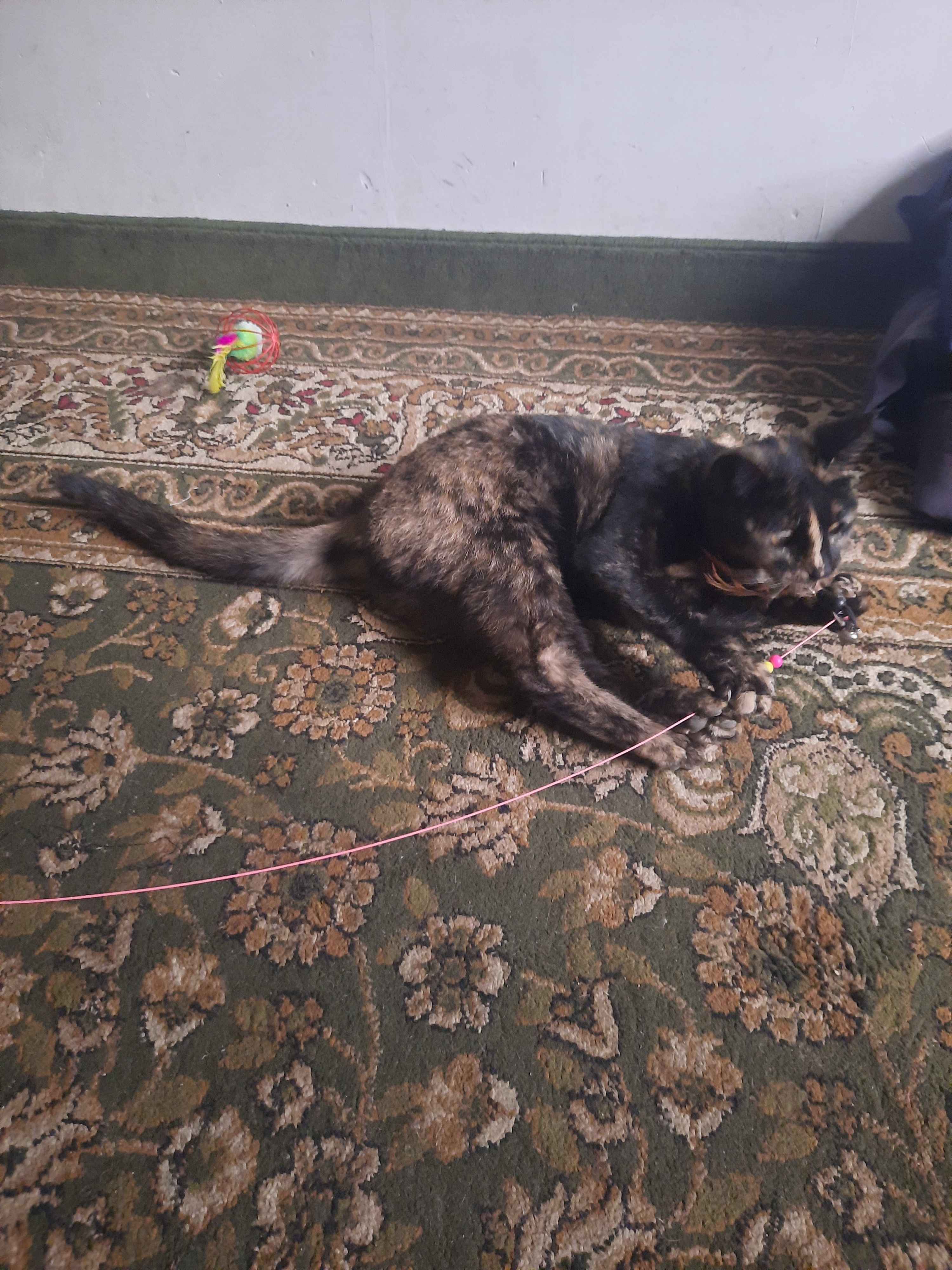 Eski mushuk Eski mushuk