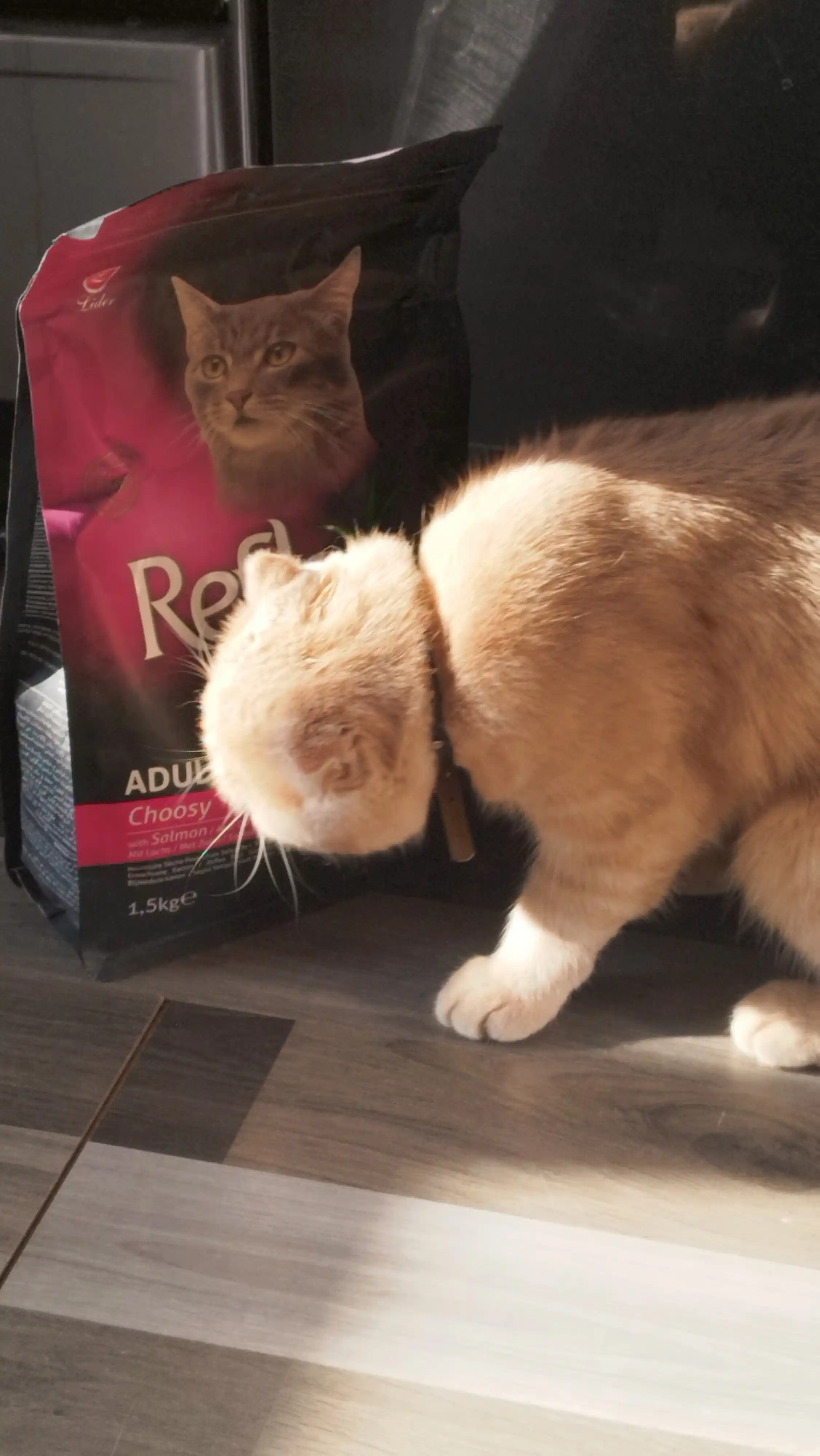 Reflex Plus Choosy – injiq mushuklar uchun lososli quruq ozuqa, 1,5 kg